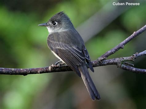 Geodyssey | Cuba | Birds and Culture