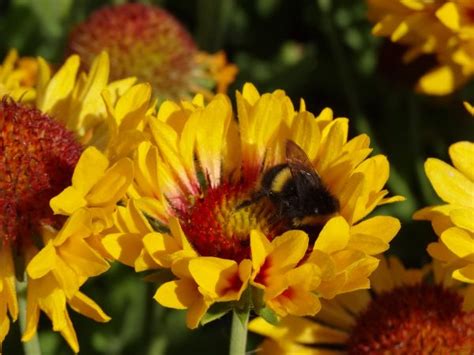 Gaillardia x grandiflora 'Fanfare Citronella' | Proctors Nursery