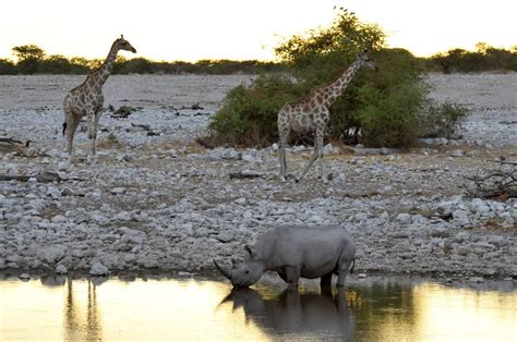 Etosha National Park - Namibia