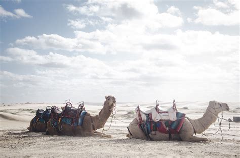 Pemandangan Gurun Sahara - Gambar Viral HD