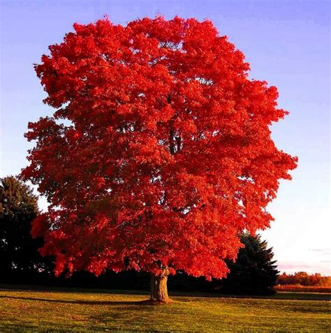 Red Maple Tree – Bella Jardins Boutique