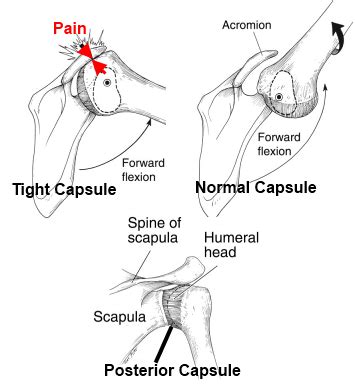 The Best Stretch For Your Shoulders | Exercise Biology