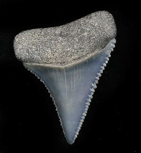 Beautiful, 1.19" Fossil Great White Shark Tooth - Florida For Sale ...