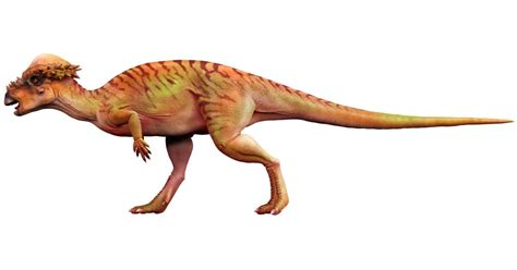 Information about Pachycephalosaurus from the DK Find Out website for ...