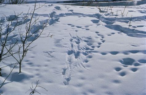 File:Predator and prey activity footprints animal traces in the snow ...