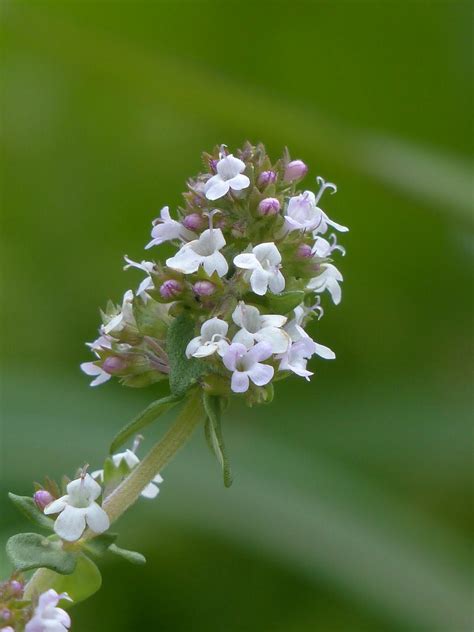 Top 10 Smallest Flowers in the World - The Mysterious World