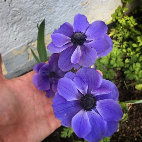 Spring Anemones in the Garden | The Flower Kitten