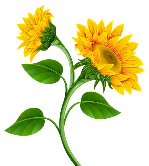 Common sunflower Clip art - Fall Sunflower Cliparts png download - 4563*5096 - Free Transparent ...