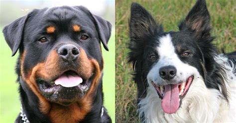 Dog Breeds Rottweiler - Infoupdate.org