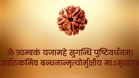 Most powerful Five mukhi rudraksha, Benefits, Importance, Rules