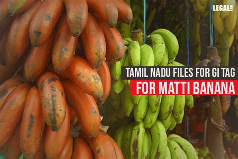 Tamil Nadu files for GI tag for Matti Banana