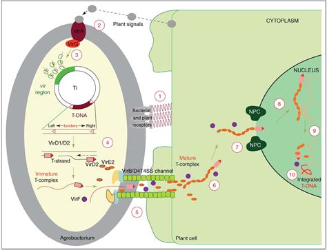 Agrobacterium-mediated genetic transformation of plants: biology and biotechnology. | Semantic ...