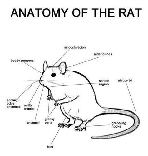 Anatomy of the rat: Beware of the whippy bit when rat is on your ...