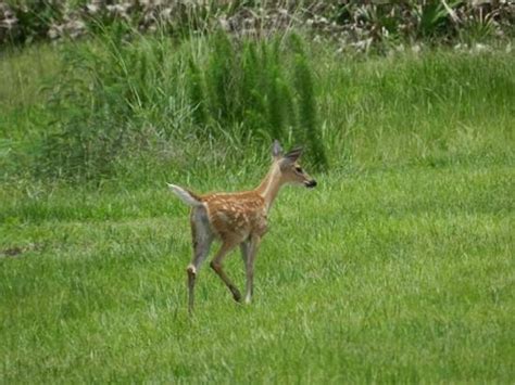 Kissimmee Prairie Preserve State Park (Okeechobee) - 2019 All You Need ...