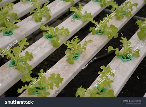 Hydroponic Nutrient Film Technique Nft System Stock Photo 2203616781 | Shutterstock