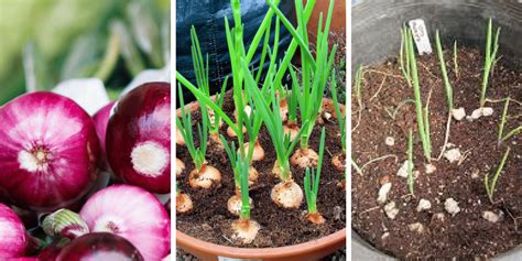 How To Grow Onion Indoors in 8 Easy Steps