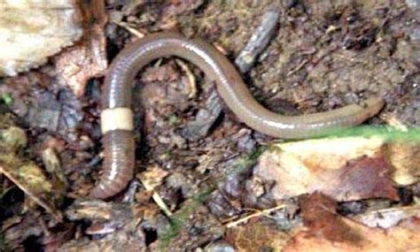 Cornell Cooperative Extension | Invasive Asian Jumping Earthworms