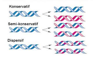 Replikasi DNA | BELAJAR BIOLOGI