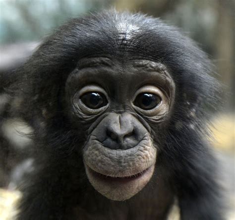 Young Monkey-Eating Chimps: The Brainy Delight