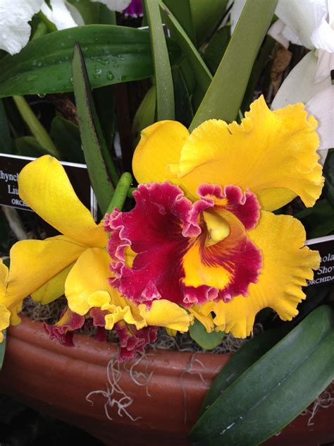 Golden Magenta Orchid | Orquídeas, Orquidea