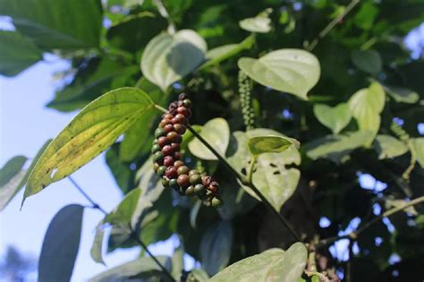 Black Pepper Plant for Sale - Buying & Growing Guide - Trees.com