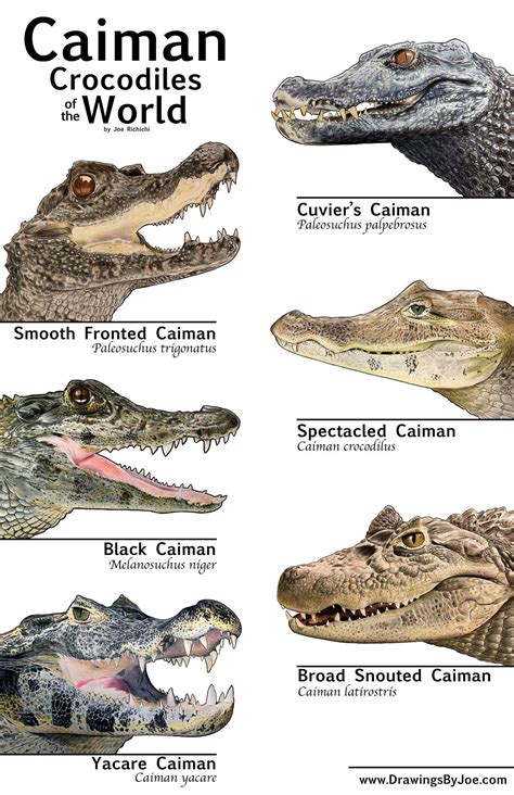 Pin by Rebecca Richard on My World: Animal-Zoology | Crocodile species, Types of crocodiles, Caiman