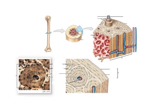 Skeleton Overview Anatomy Game 1