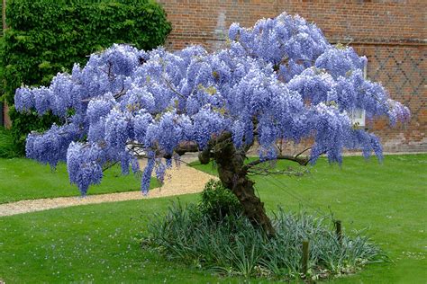 Blue Chinese Wisteria Tree | Naturehills.com | Garden vines, Wisteria plant, Wisteria tree