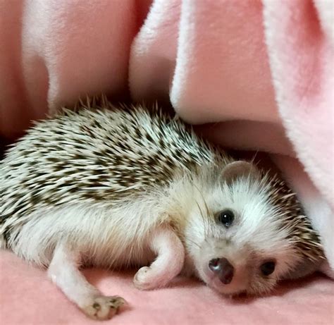 Hedgie | Cute little animals, Animals beautiful, Cute hedgehog