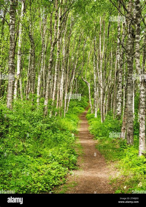 Trail in Chugach National Forest, Alaska Stock Photo - Alamy