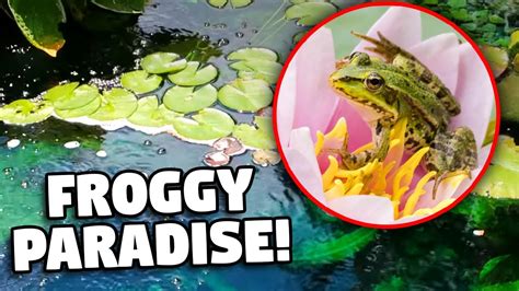 An Upgraded *ECOSYSTEM POND* is a Frog's Paradise - YouTube