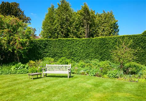 14 Types of Hedges For Garden Boundaries | Horticulture.co.uk