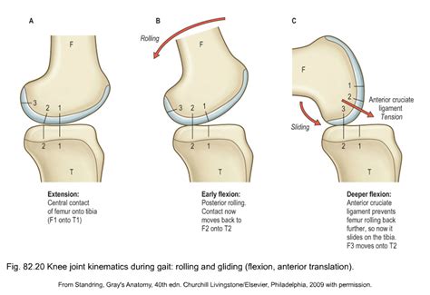 anatomy of the knee | Musculoskeletal Key