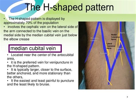 Basilic Vein Anatomy - Anatomical Charts & Posters