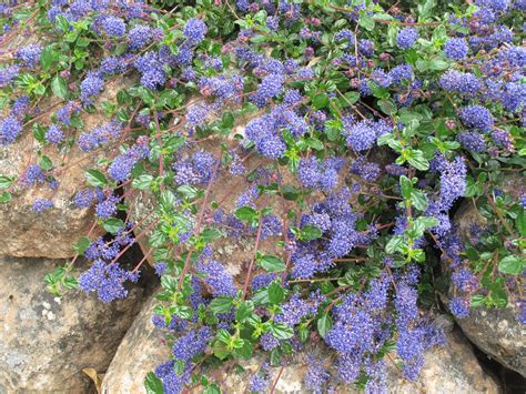 Ceanothus 'Centennial' | California native garden, California lilac ...