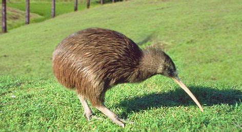 Kiwis Facts, Flightless Bird Habitat, Diet, Information with Pictures | Birds, Flightless bird ...