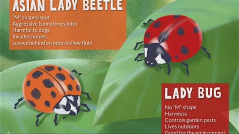 Whats The Difference Between Ladybugs And Asian Lady Beetles | My XXX ...