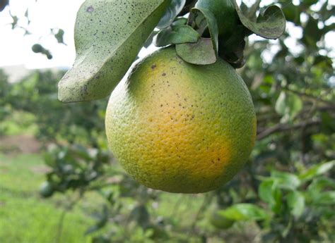 Scientists are one step closer to developing treatments for citrus greening - Earth.com