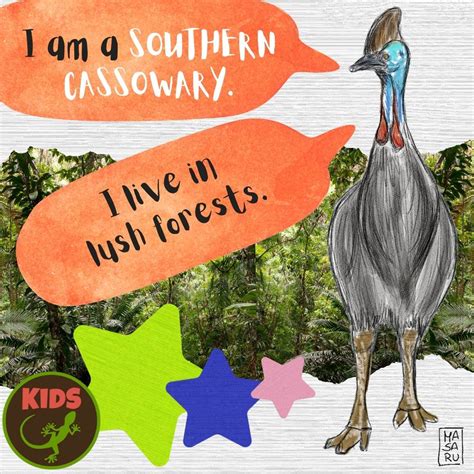 Take the cassowary quiz! – Mongabay Kids