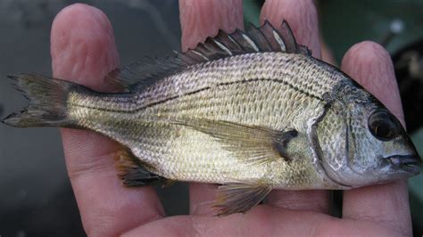 Black bream - Healthy Rivers