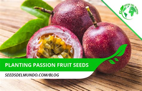 Planting passion fruit seeds - Tips ! | Seeds Del Mundo