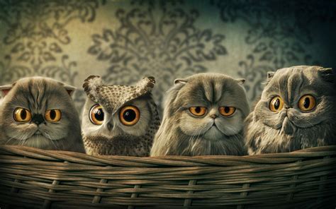 Owl Desktop Wallpapers - Wallpaper Cave