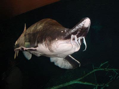 The Online Zoo - Beluga Sturgeon