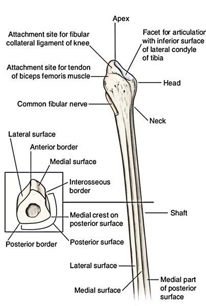 Fibula - Parts, Anatomical Position, Features and Attachments, Ossification and Clinical ...