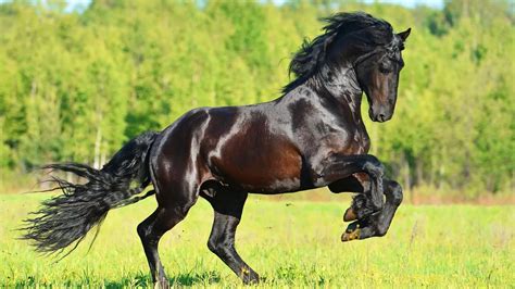 12 Most Beautiful Horse Breeds In The World