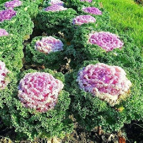 50 Pcs Ornamental Kale Flowering Seeds-Brassica | Etsy Chili Pepper ...