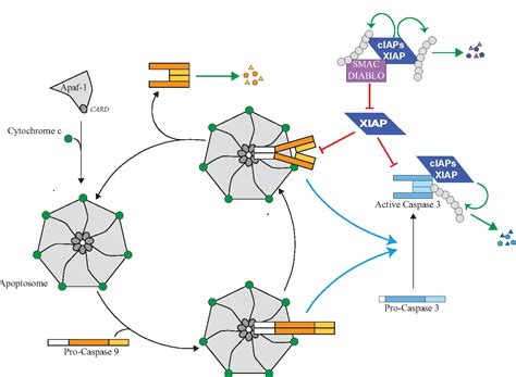 [PDF] Regulation of Apoptosis by Inhibitors of Apoptosis (IAPs ...