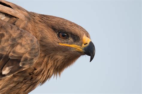 Steppe eagle (Aquila nipalensis)