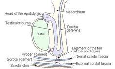 21 Abdomen and Urogenital ideas | abdomen, anatomy, anatomy and physiology