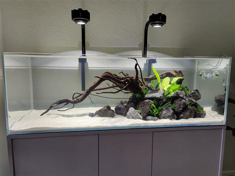 Minimalist Lava stone aquarium - 10 days in : PlantedTank